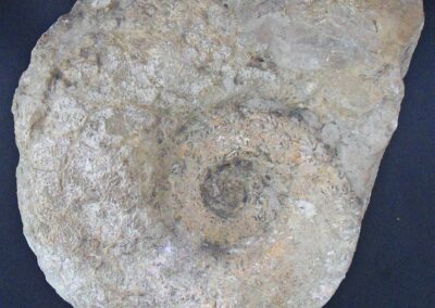 Ammonite (Raccolta fossili)